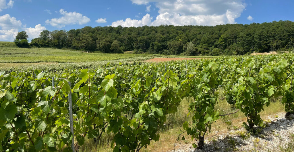 Our local Champagne region - Patrick Boivin