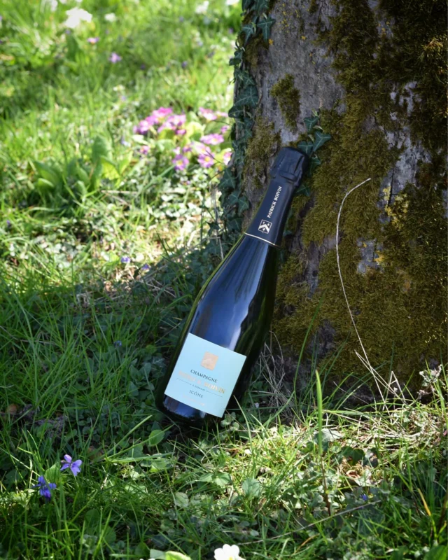 Aujourd’hui, nous honorons la Terre qui nourrit nos vignes. 🌍✨ Respecter notre terroir, c’est préserver l’âme de nos champagnes.

Today, we honor the Earth that nurtures our vines. 🌍✨ Respecting our terroir means preserving the soul of our champagnes.

#EarthDay #JournéeDeLaTerre #ChampagnePatrickBoivin #Terroir #Nature #Respect