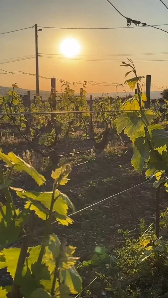 ❄️ Les Saints de Glace, c’est fini !

Derniers frissons pour la vigne… les risques de gel sont désormais derrière nous 🌱

Place au soleil, à la croissance et à de belles promesses pour la future vendange !

#ChampagnePatrickBoivin #SaintsDeGlace #FinDuGel #PrintempsEnChampagne #cycledelavigne